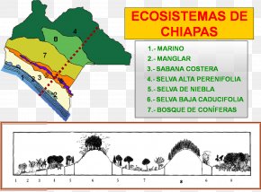 Seaside - Ecosystem Chiapas Biome Conservation Biology PNG