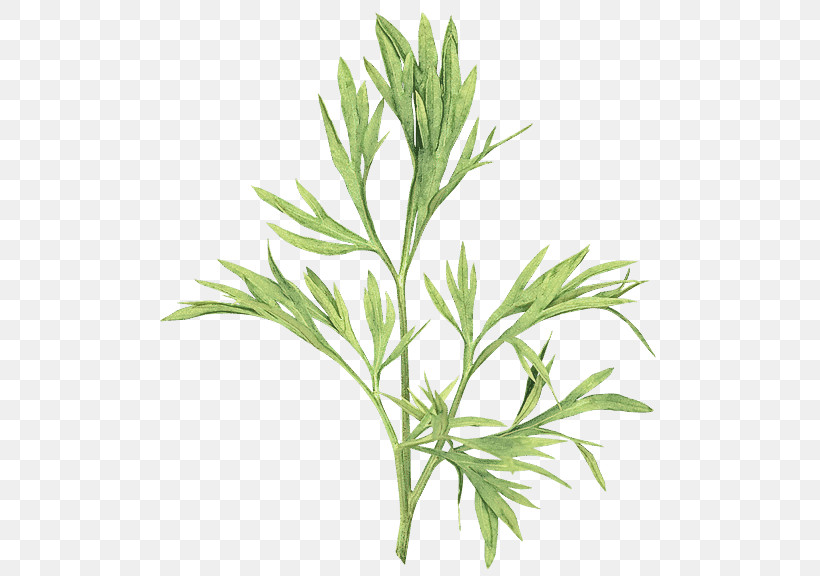 Plant Flower Leaf Grass Red Juniper, PNG, 499x576px, Plant, Artemisia, Chamomile, Culantro, Flower Download Free