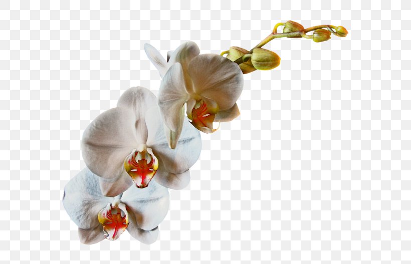 Cut Flowers Rose Petal Moth Orchids, PNG, 600x527px, Flower, Cut Flowers, Figurine, Flowering Plant, Internet Download Free