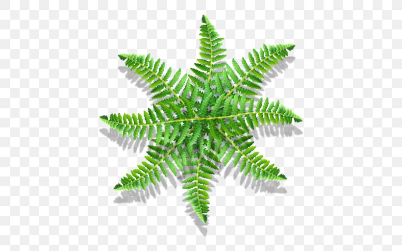 Fern Vascular Plant Leaf Plant Stem, PNG, 512x512px, Fern, Ferns And Horsetails, Leaf, Organism, Plant Download Free