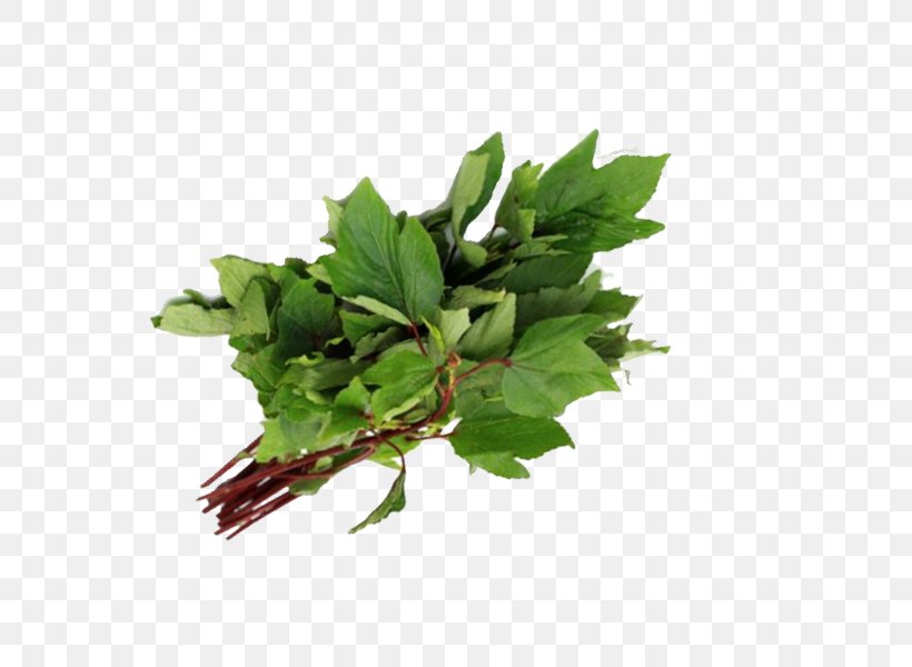 Gongura Indian Cuisine Spring Greens Leaf Vegetable, PNG, 600x600px, Gongura, Cantaloupe, Farmer, Ginger, Herb Download Free