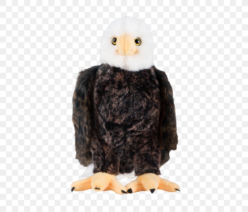 The Bald Eagle White House Great Seal Of The United States, PNG, 700x700px, Bald Eagle, Accipitriformes, Beak, Bird, Bird Of Prey Download Free