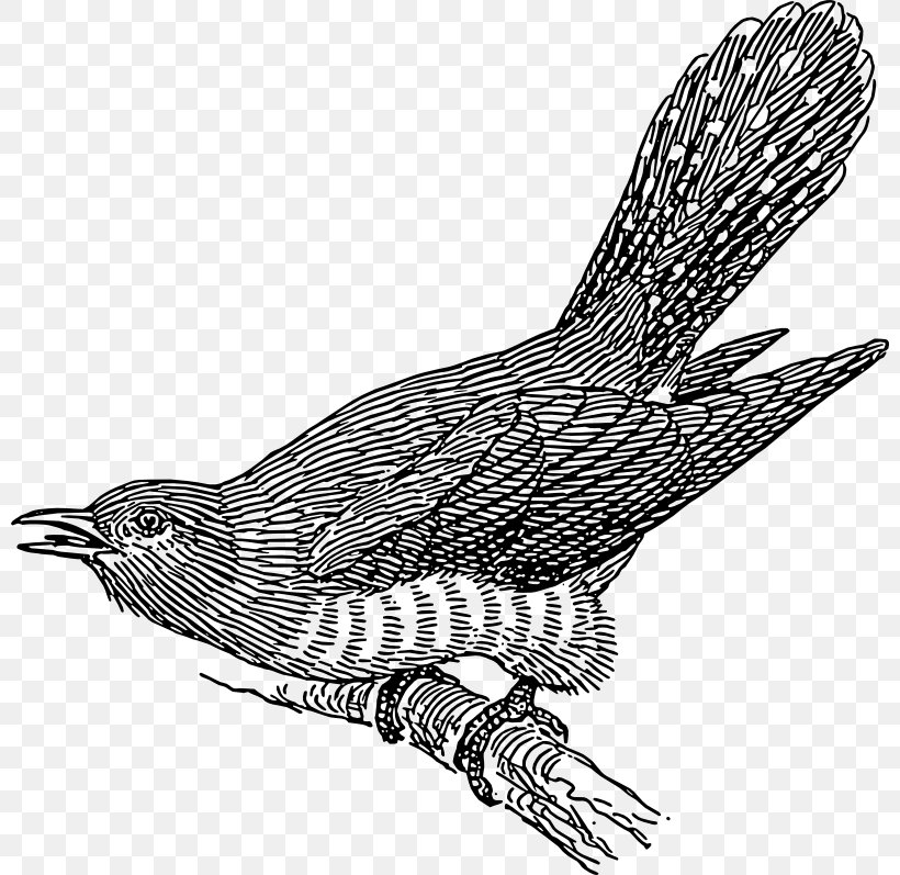 Common Cuckoo Bird Clip Art, PNG, 800x797px, Common Cuckoo, Art, Beak, Bird, Bird Of Prey Download Free