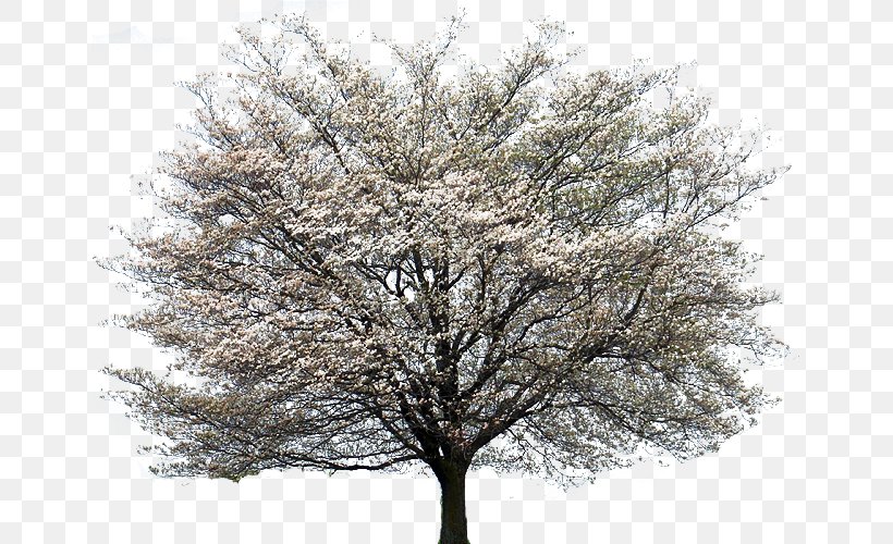 Flowering Dogwood Kousa Dogwood Tree Cornus Alternifolia Clip Art, PNG, 649x500px, Flowering Dogwood, Blossom, Branch, Cherry Blossom, Cornus Alternifolia Download Free