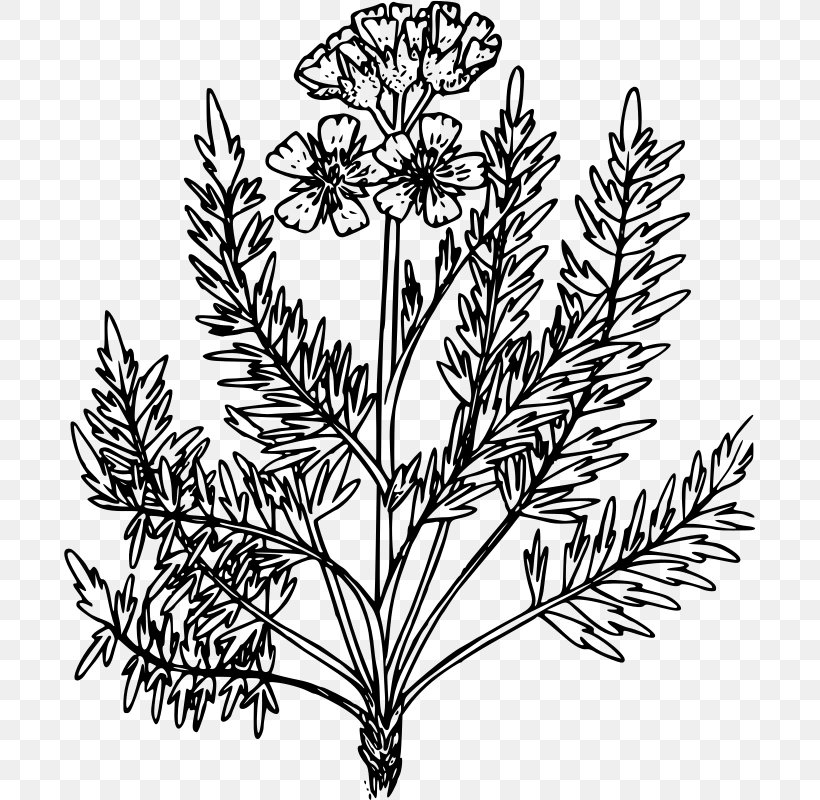 Leaf Coloring Book Weed Plant, PNG, 691x800px, Leaf, Autumn Leaf Color, Black And White, Branch, Bulb Download Free