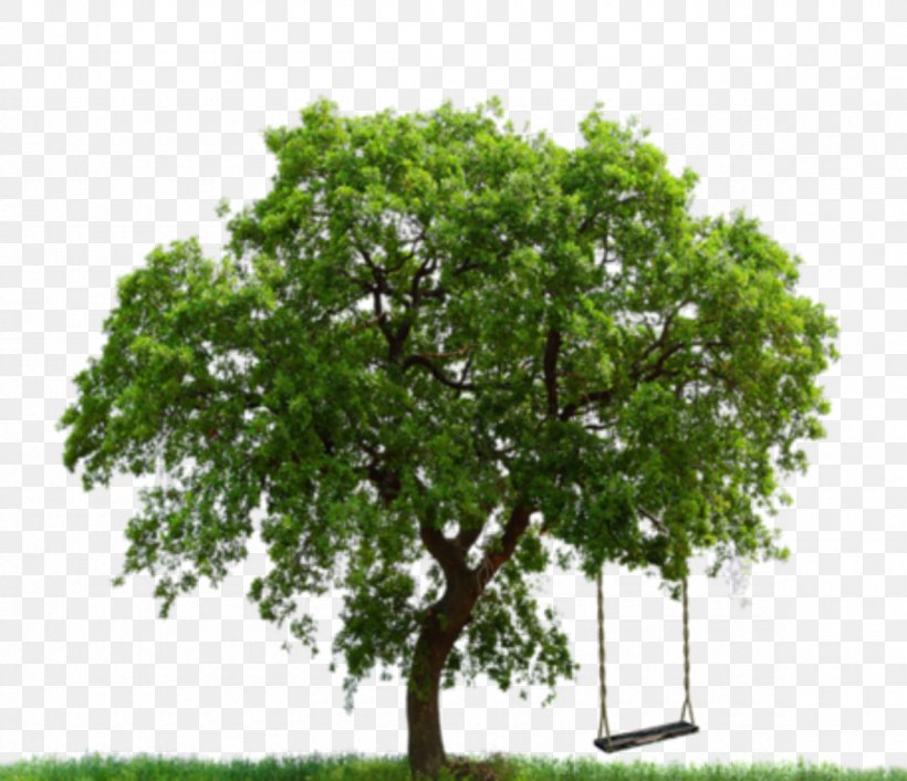 Product Tree Service System, PNG, 1180x1016px, Tree, Arbor Day, Branch, Business, Grass Download Free