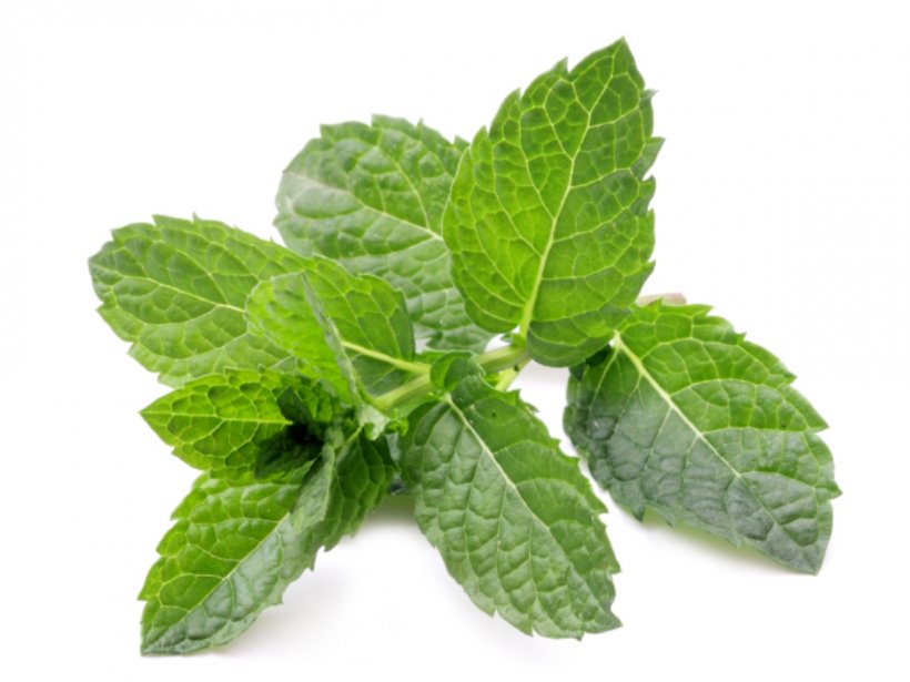 Tea Peppermint Mentha Spicata Herb Celery, PNG, 1200x900px, Tea, Celery, Chamomile, Drink, Eating Download Free