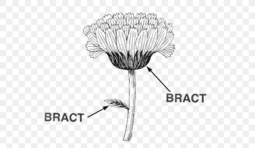 Bract Leaf Flower Diagram Poinsettia, PNG, 546x475px, Bract, Black And White, Botany, Cut Flowers, Definition Download Free