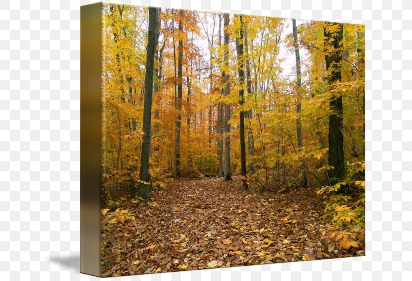 Canvas Print Temperate Broadleaf And Mixed Forest Art Printing, PNG, 650x560px, Canvas Print, Art, Art Museum, Autumn, Biome Download Free