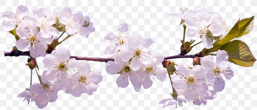 Cherry Blossom Desktop Wallpaper Clip Art, PNG, 2354x1009px, Cherry Blossom, Blossom, Branch, Cerasus, Cherry Download Free