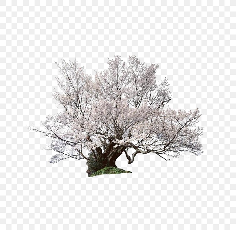 Cherry Blossom, PNG, 800x800px, Cherry Blossom, Blossom, Branch, Cherry, Drawing Download Free