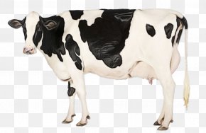 Fawn Cowgoat Family - Cow Background PNG