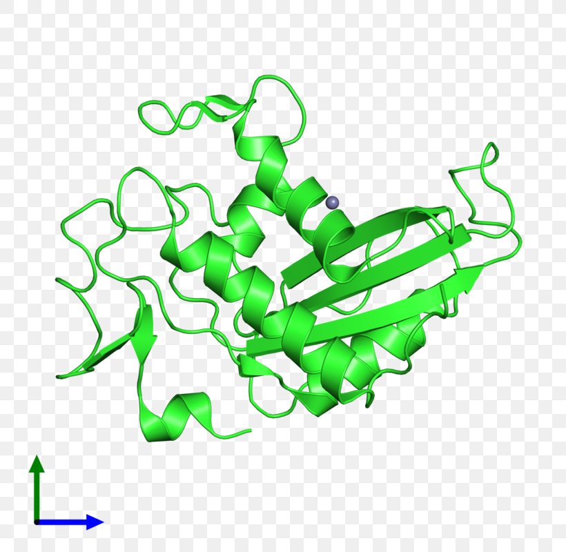 GLIPR1 Pathogenesis-related Protein Clip Art, PNG, 800x800px, Pathogenesisrelated Protein, Area, Gene, Green, Organism Download Free