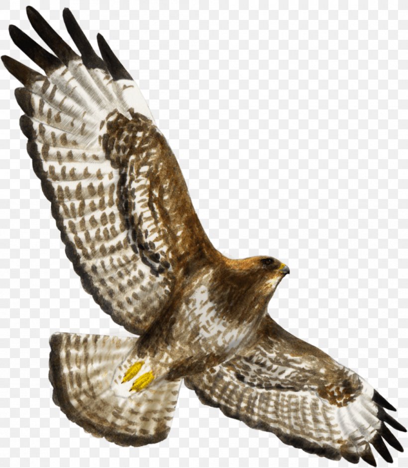 Hawk Bird Of Prey Buzzard Eagle, PNG, 1045x1200px, Hawk, Accipitriformes, Beak, Bird, Bird Of Prey Download Free