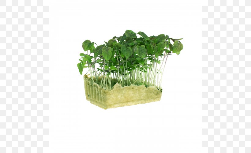 Microgreen Herb Beefsteak Plant Lettuce Leaf Vegetable, PNG, 800x500px, Microgreen, Beefsteak Plant, Blood, Crystal, Flower Download Free
