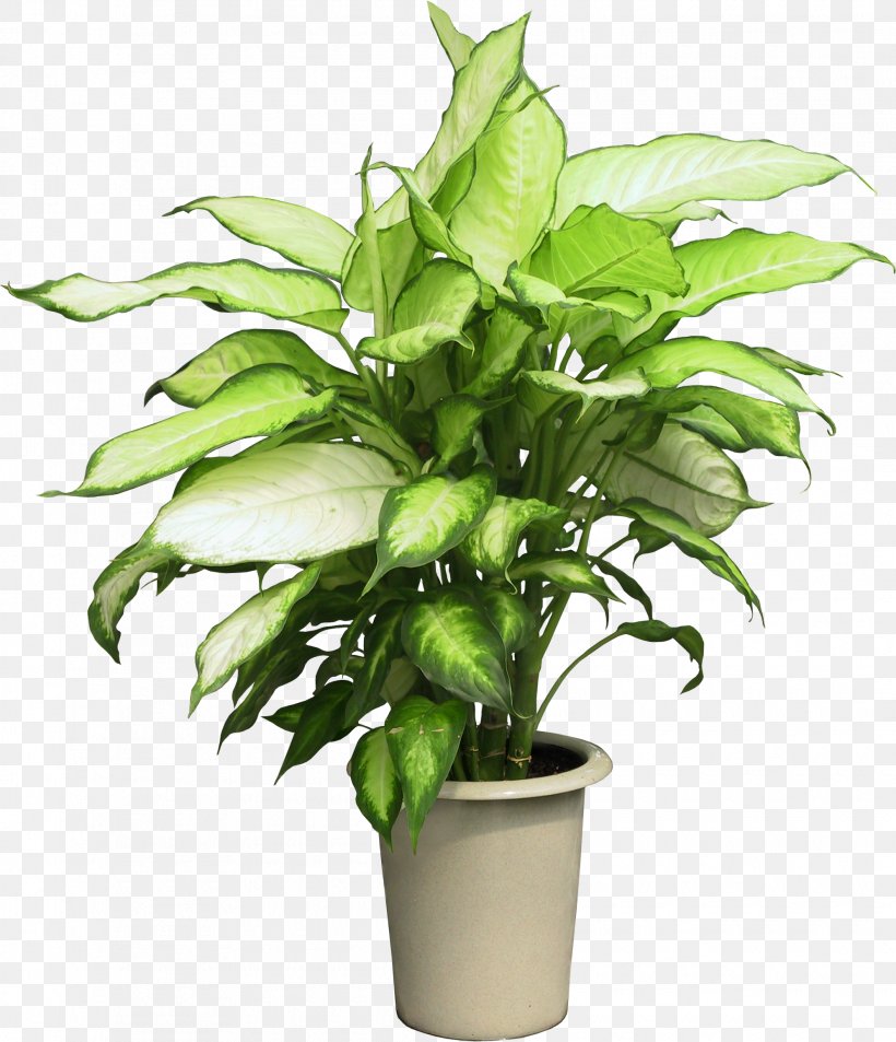 Ravenea Houseplant Flower, PNG, 1990x2315px, Ravenea, Areca Palm, Arecaceae, Container, Evergreen Download Free