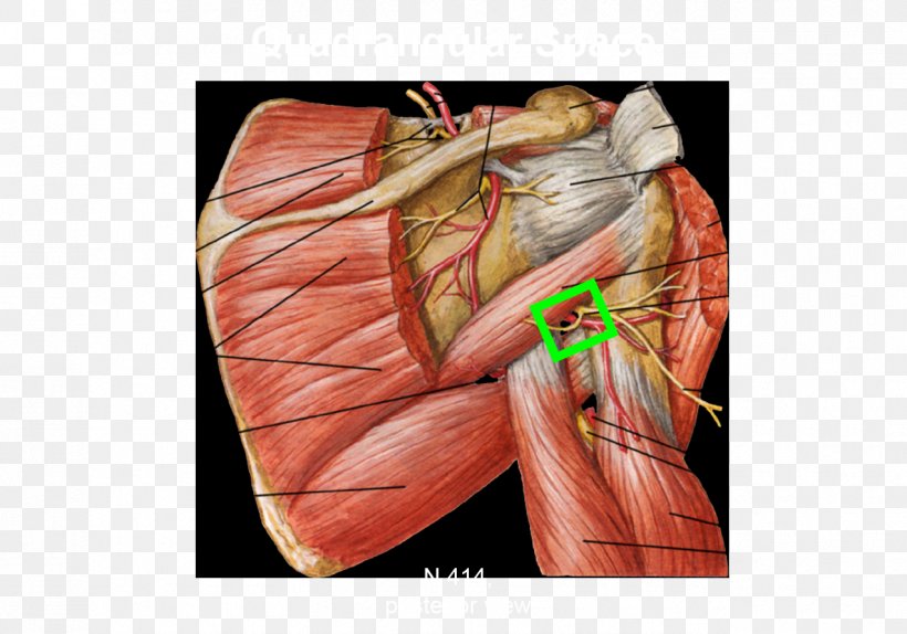 Shoulder Axillary Nerve Quadrangular Space Triangular Space, PNG, 1275x893px, Watercolor, Cartoon, Flower, Frame, Heart Download Free