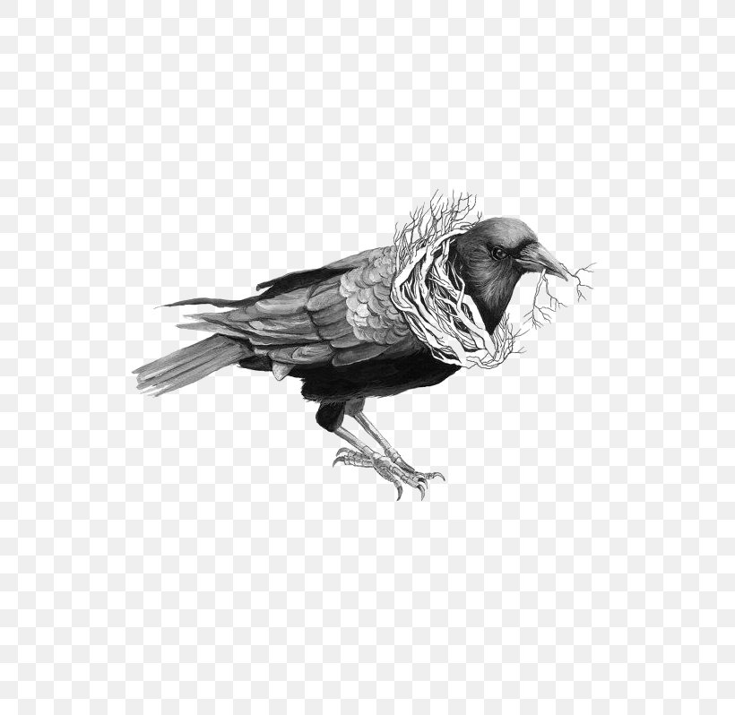 Common Raven Bird Drawing Illustration, PNG, 570x798px, Common Raven, Art, Beak, Bird, Black And White Download Free