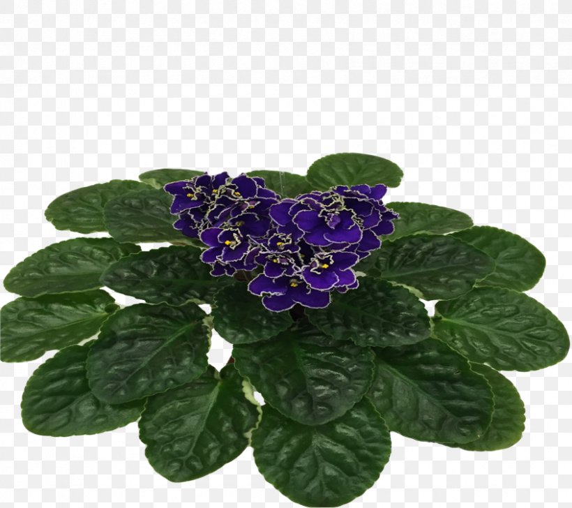Flowerpot, PNG, 844x750px, Flowerpot, Flower, Plant, Purple, Viola Download Free