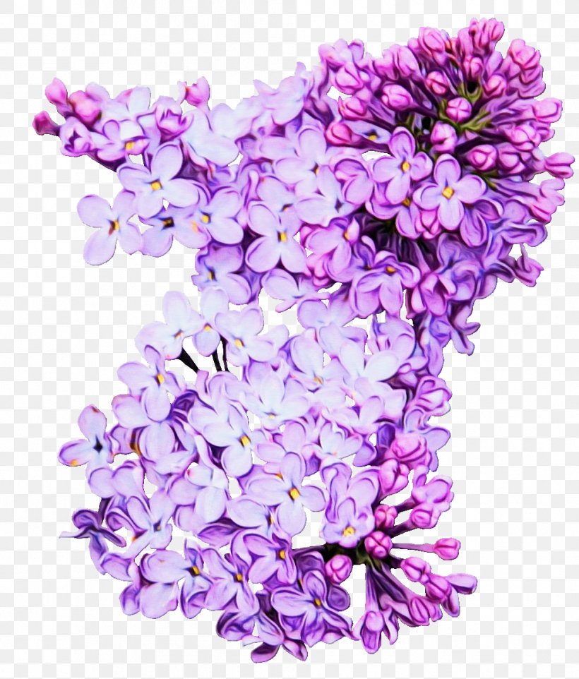 Lavender, PNG, 993x1166px, Watercolor, Cut Flowers, Flower, Lavender, Lilac Download Free