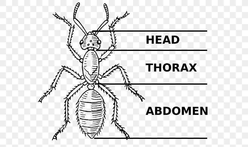 Beetle Ant Interesting Insects Butterfly Insect Morphology, PNG ...