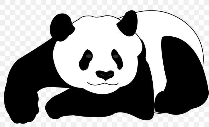 Giant Panda Bear Drawing, PNG, 853x520px, Giant Panda, Bear, Black, Black And White, Carnivoran Download Free