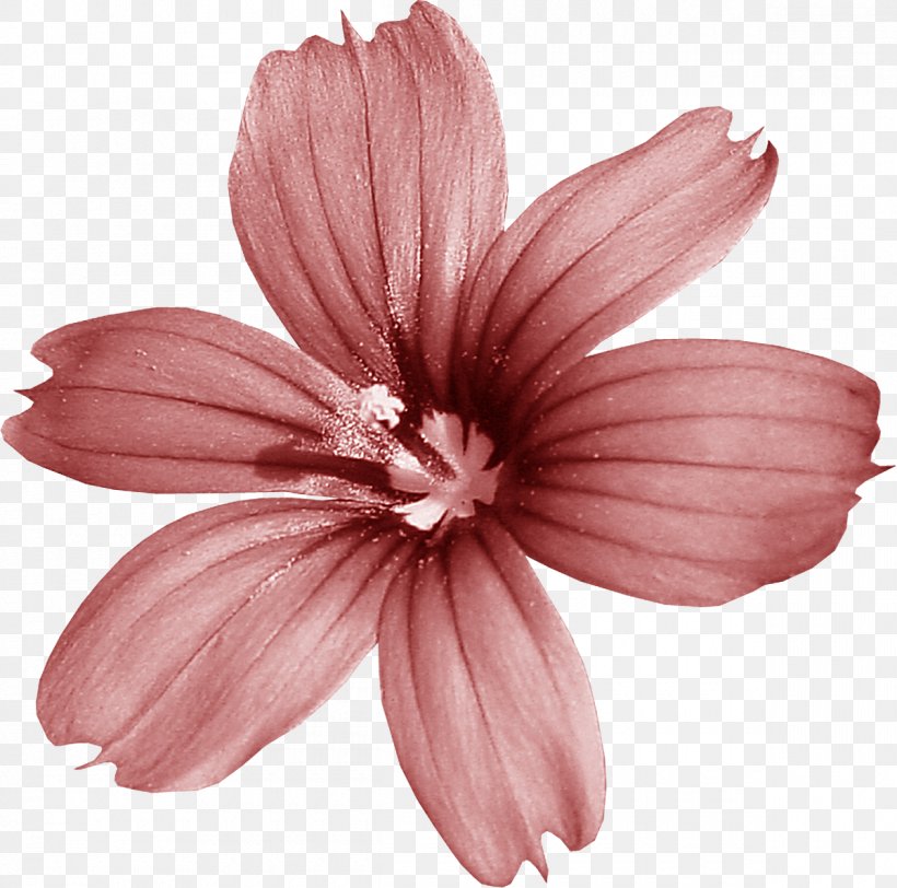 Mallow Pink M Cut Flowers Petal RTV Pink, PNG, 1200x1189px, Mallow, Cut Flowers, Flower, Mallow Family, Malva Download Free
