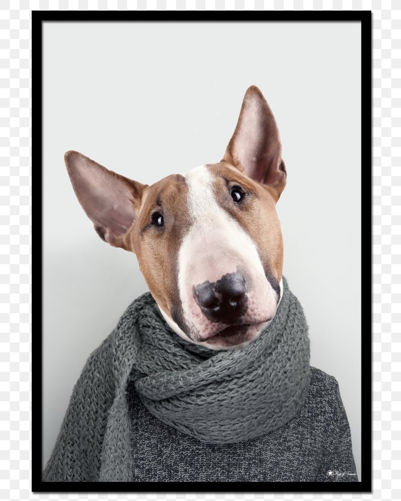 Miniature Bull Terrier Bull And Terrier English White Terrier Dog Breed, PNG, 779x1024px, Bull Terrier, Bull And Terrier, Bull Terrier Miniature, Carnivoran, Dog Download Free