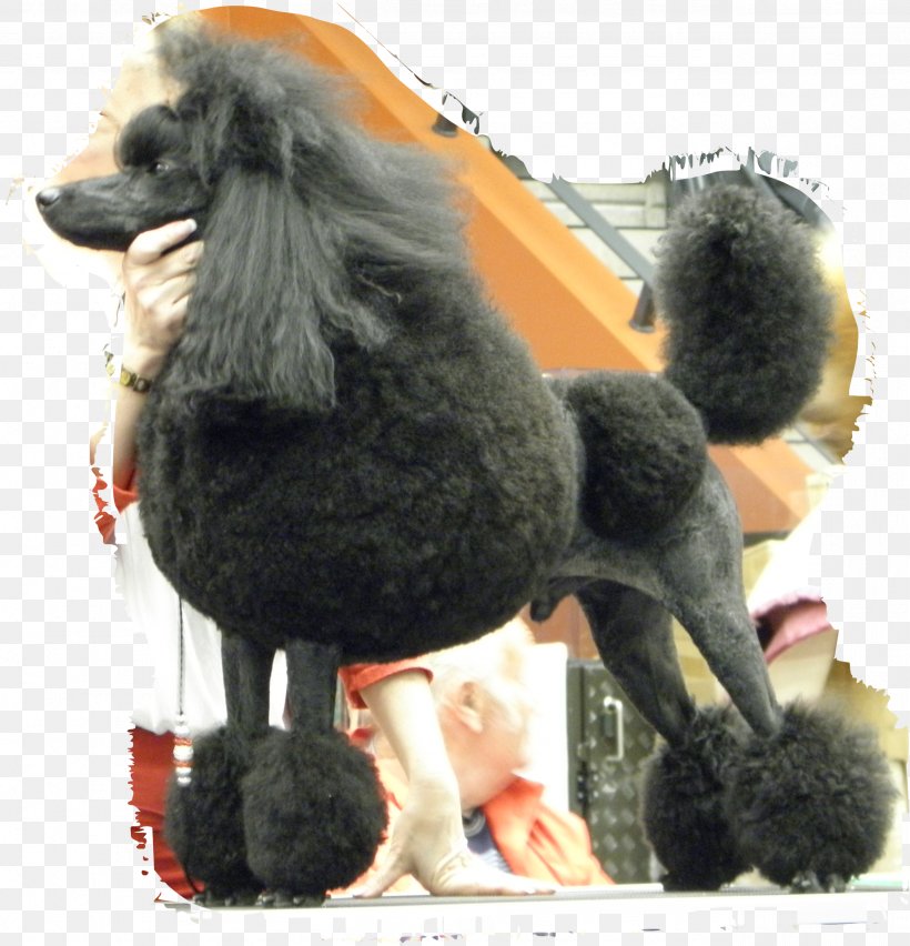 Standard Poodle Miniature Poodle Dog Breed Companion Dog, PNG, 2559x2660px, Standard Poodle, Breed, Carnivoran, Companion Dog, Dog Download Free