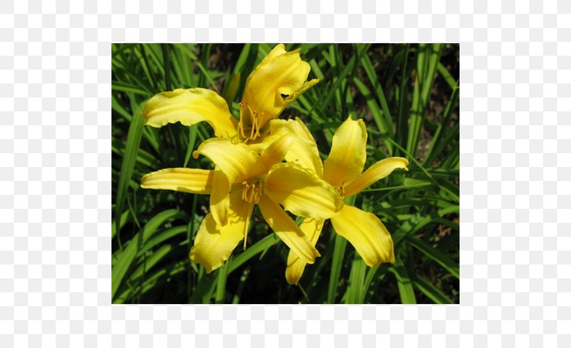 Daylily Lily M, PNG, 500x500px, Daylily, Flower, Iris, Iris Family, Lily Download Free