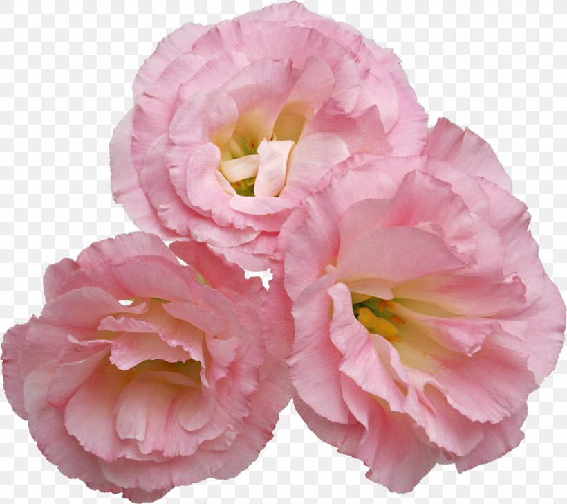 Flower Clip Art, PNG, 2202x1955px, Flower, Camellia, Cut Flowers, Digital Image, Floral Design Download Free