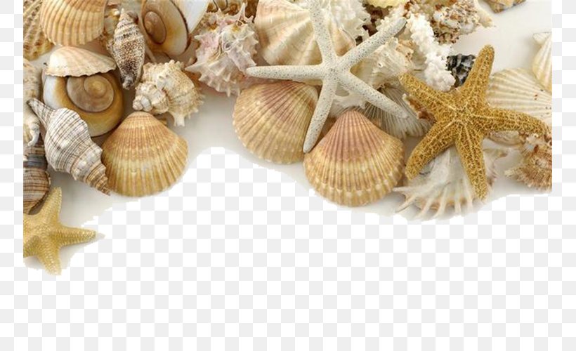 Seashell Pearl Shore Sand, PNG, 753x500px, Seashell, Beach, Clams Oysters Mussels And Scallops, Cockle, Conch Download Free