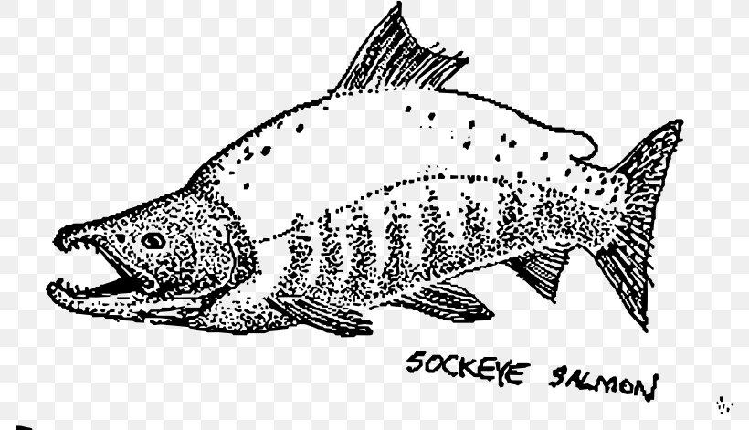 Sockeye Salmon Drawing Chum Salmon Fish, PNG, 786x471px, Salmon, Artwork, Black And White, Chinook Salmon, Chum Salmon Download Free
