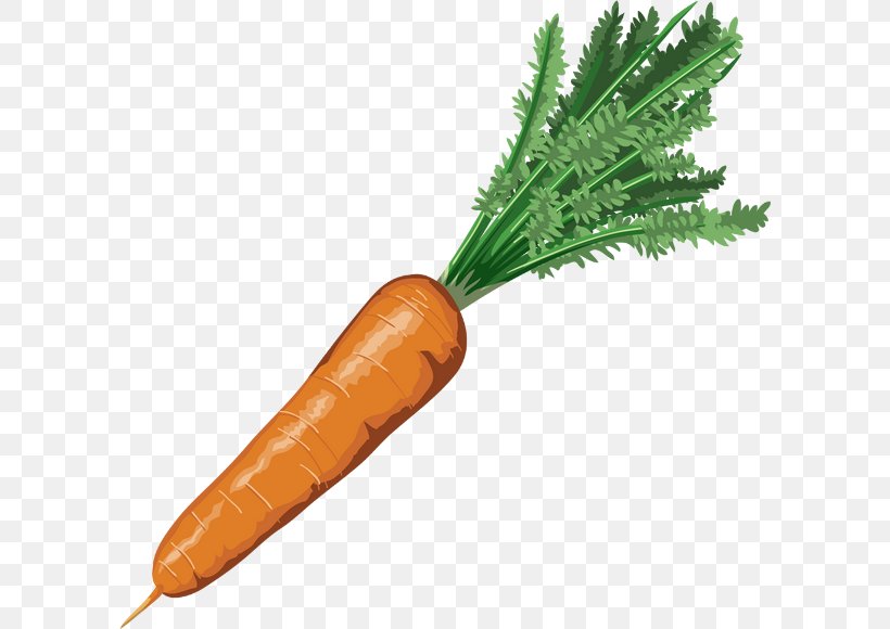 Carrot Drawing Nutrient Vegetable, PNG, 600x580px, Carrot, Arracacia Xanthorrhiza, Baby Carrot, Bloody Mary, Carotene Download Free