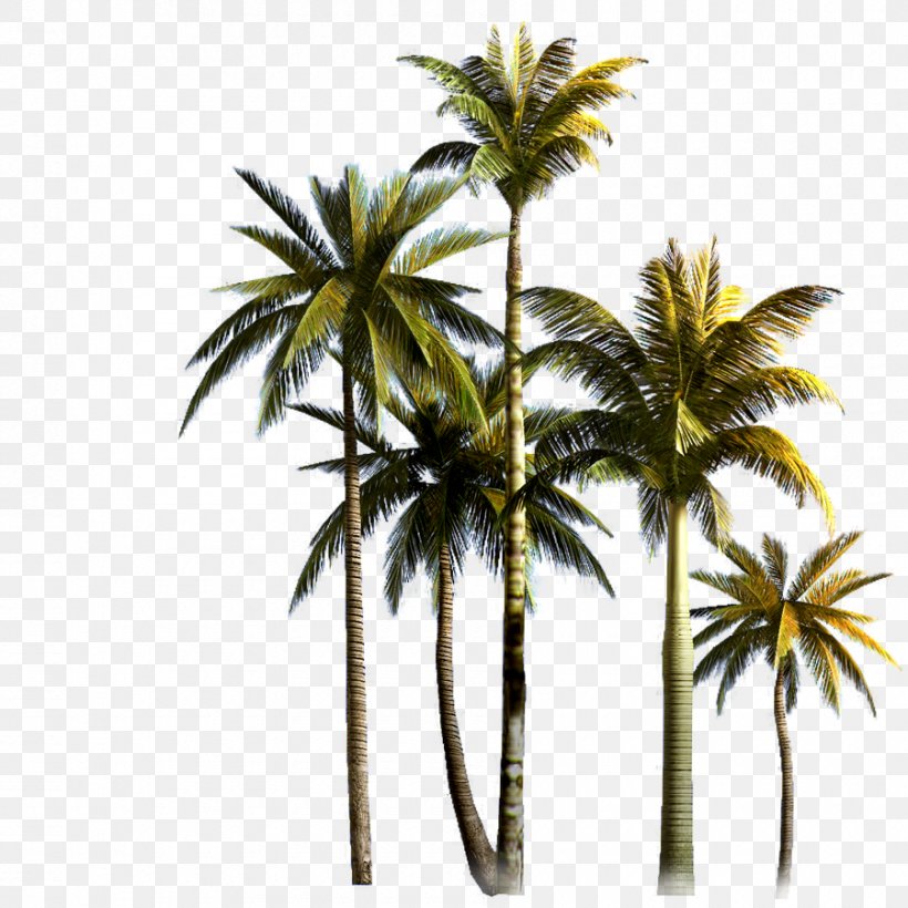 Coconut Tree Asian Palmyra Palm Euclidean Vector, PNG, 900x900px, Coconut Grove, Arecaceae, Arecales, Borassus Flabellifer, Coconut Download Free