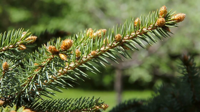 Pine Balsam Fir White Spruce Tree Conifers, PNG, 1920x1080px, Pine, Balsam Fir, Biome, Branch, Conifer Download Free
