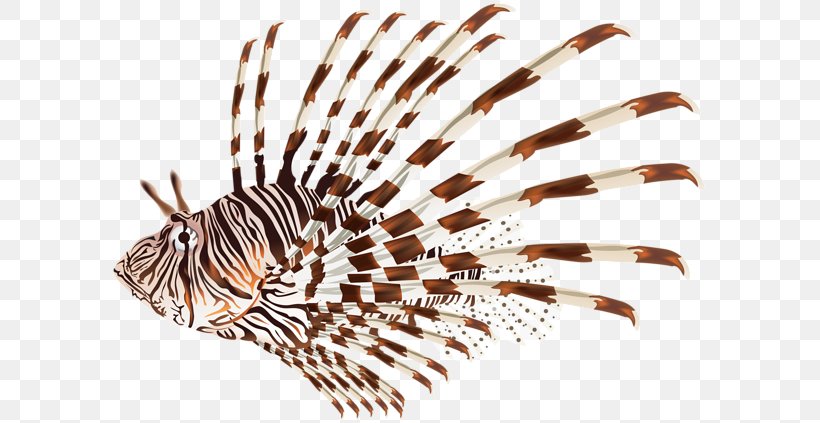 Red Lionfish Invasive Species Clip Art, PNG, 600x423px, Red Lionfish, Drawing, Fish, Invasive Species, Lionfish Download Free
