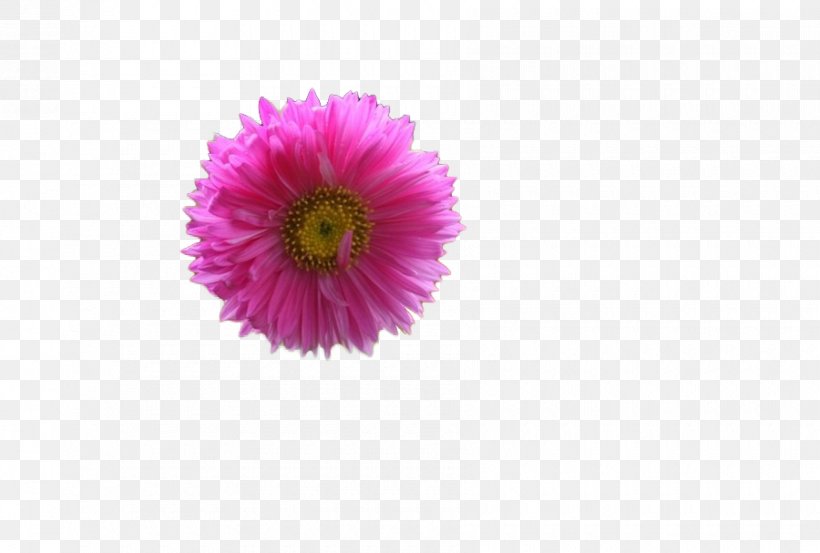 Transvaal Daisy Chrysanthemum Cut Flowers Daisy Family Aster, PNG, 900x607px, Transvaal Daisy, Aster, Barberton Daisy, China Aster, Chrysanthemum Download Free