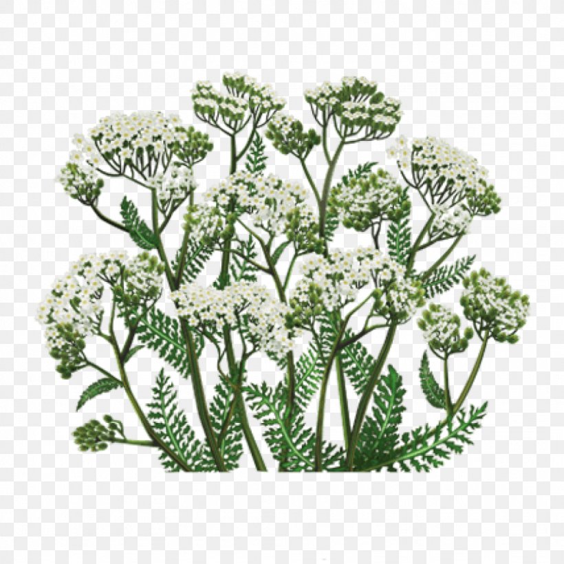 Yarrow Medicinal Plants Herb Tea, PNG, 1024x1024px, Yarrow, Angelica, Anthriscus, Apiales, Aufguss Download Free