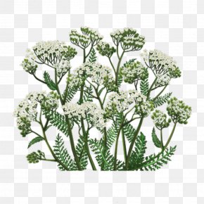 Tea - Yarrow Medicinal Plants Herb Tea PNG