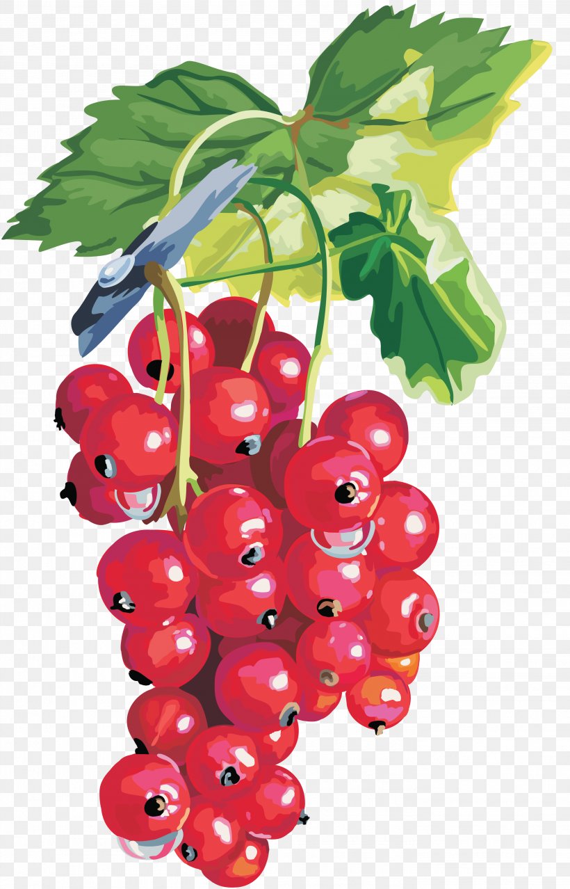 Blackcurrant Redcurrant Gooseberry Shrub Clip Art, PNG, 2811x4382px, Blackcurrant, Accessory Fruit, Berry, Bilberry, Cherry Download Free
