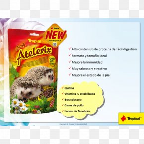 Erizo - Four-toed Hedgehog Rodent Food Guinea Pig HÃ©risson PNG