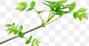 Flowering Plant Tree - Tree Branch PNG