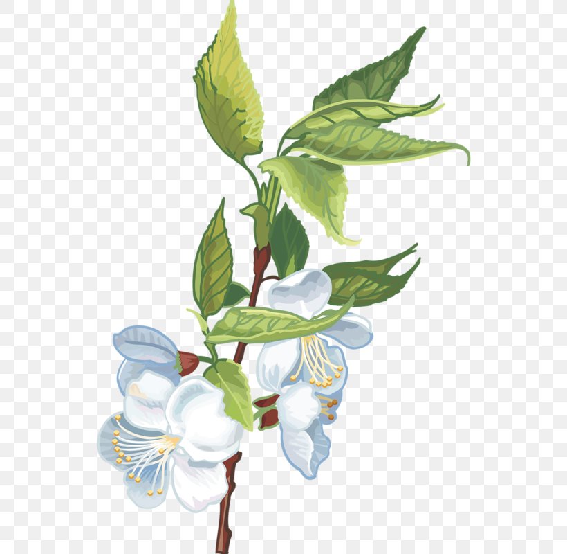 Cerasus Clip Art, PNG, 542x800px, Cerasus, Branch, Cut Flowers, Digital Image, Flower Download Free