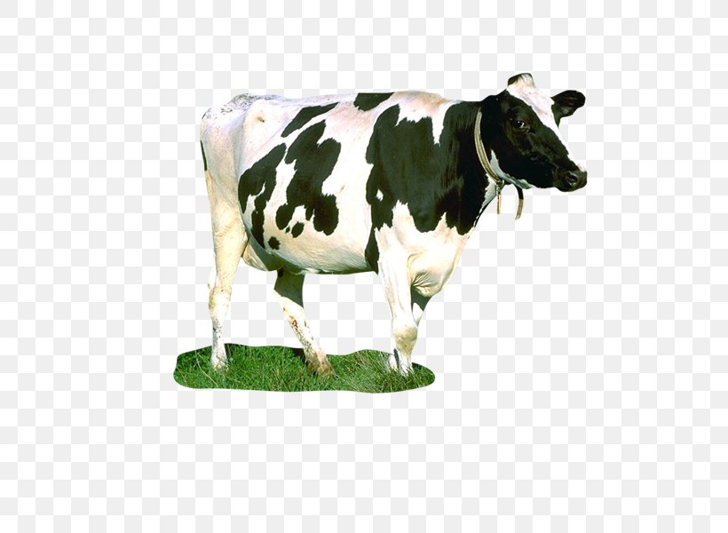 Dairy Cattle Milk Taurine Cattle Food Chain Cow, PNG, 800x600px, Dairy Cattle, Animal, Animal Figure, Animal Husbandry, Cattle Download Free