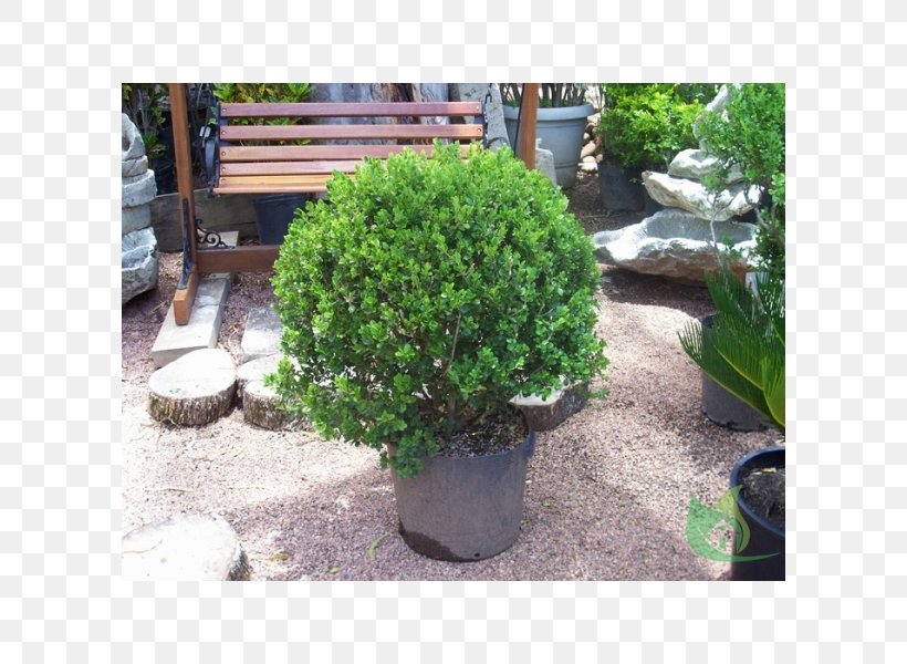 English Yew Plant Community Shrub Flowerpot Evergreen, PNG, 600x600px, English Yew, Bonsai, Community, Evergreen, Flowerpot Download Free