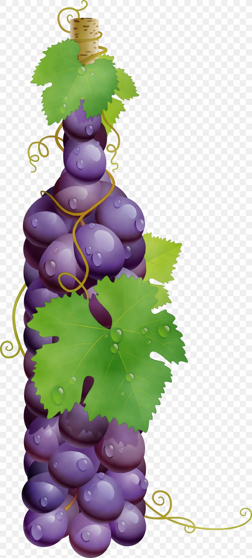 Grape Grapevine Family Grape Leaves Vitis Bottle, PNG, 1615x3563px, Watercolor, Bottle, Flower, Fruit, Grape Download Free