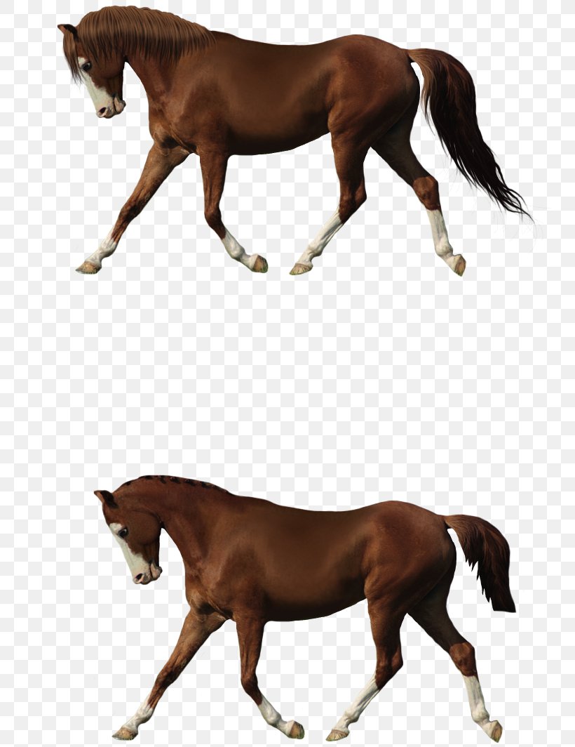 Horse Foal Stallion Pony Colt, PNG, 784x1064px, Horse, Bit, Bridle, Cartoon, Colt Download Free