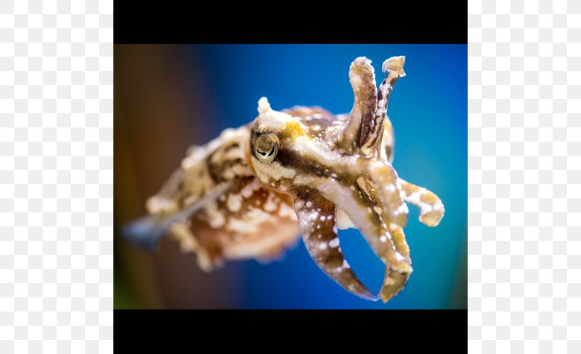 Octopus Squid Monterey Bay Aquarium Sepia Bandensis Cuttlefishes, PNG, 500x500px, Octopus, Animal, Cephalopod, Close Up, Coral Reef Download Free