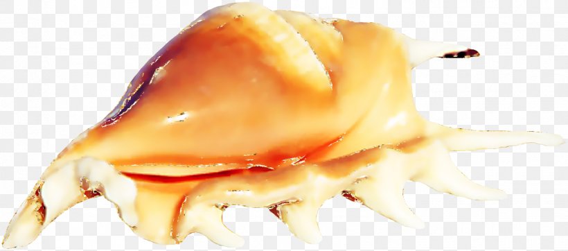 Seafood Conch Sea Snail, PNG, 1519x671px, Seafood, Close Up, Conch, Element, Jaw Download Free